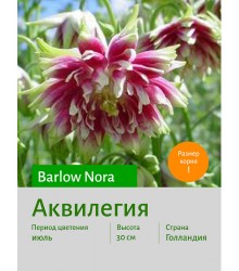 Аквилегия Barlow Nora Аквилегия Barlow Nora