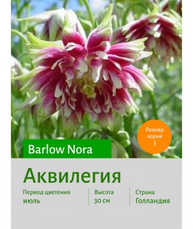 Аквилегия Barlow Nora