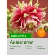Аквилегия Barlow Pink