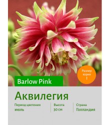 Аквилегия Barlow Pink Аквилегия Barlow Pink