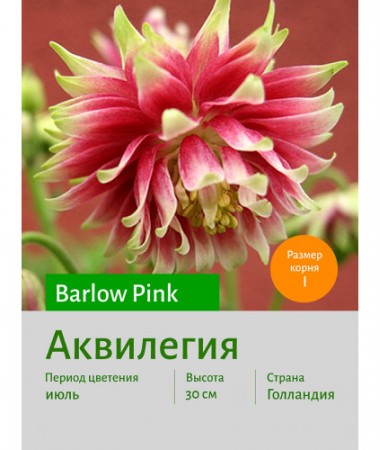 Аквилегия Barlow Pink