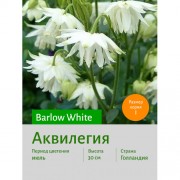 Аквилегия Barlow White