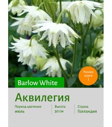 Аквилегия Barlow White Аквилегия Barlow White