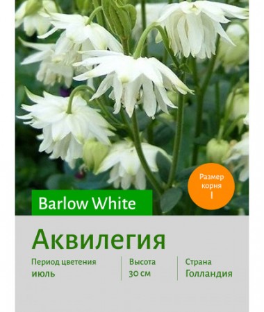 Аквилегия Barlow White