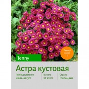 Астра кустовая Jenny
