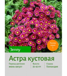 Астра кустовая Jenny