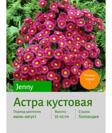 Астра кустовая Jenny