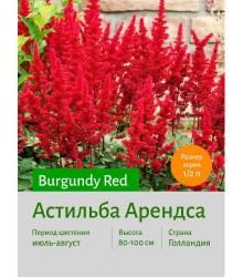Астильба Burgundy Red