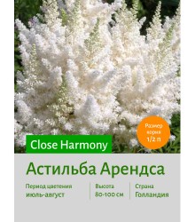 Астильба Close Harmony Астильба Close Harmony