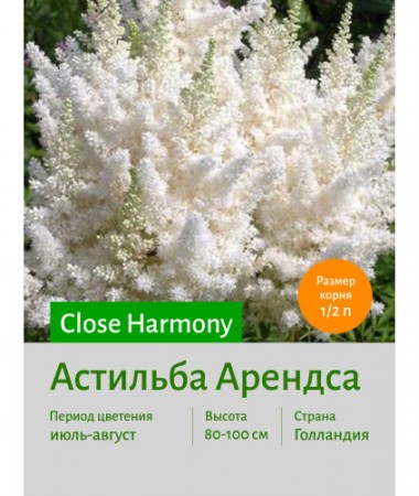 Астильба Close Harmony