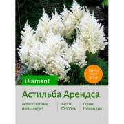 Астильба Diamant