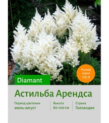 Астильба Diamant