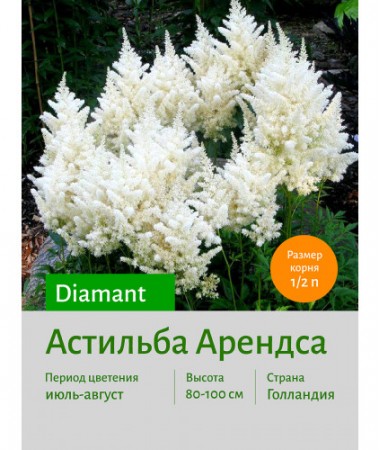 Астильба Diamant