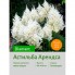 Астильба Diamant