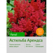 Астильба Fanal