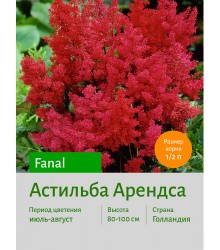 Астильба Fanal