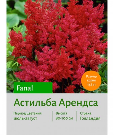 Астильба Fanal