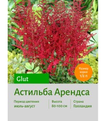 Астильба Glut Астильба Glut