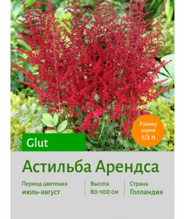 Астильба Glut
