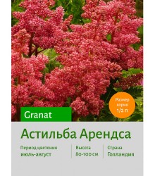 Астильба Granat