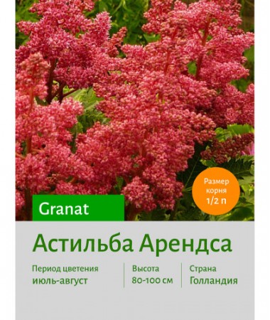 Астильба Granat