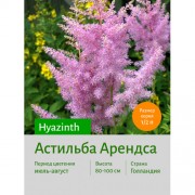 Астильба Hyazinth