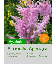 Астильба Hyazinth