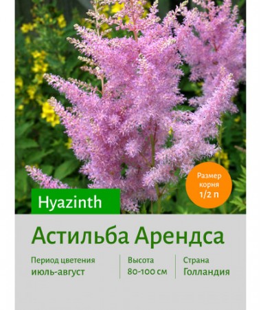 Астильба Hyazinth
