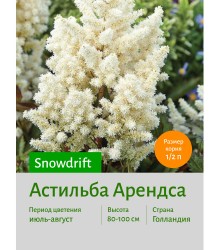 Астильба Snowdrift