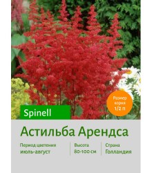 Астильба Spinell Астильба Spinell