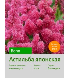 Астильба Bonn