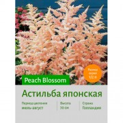 Астильба Peach Blossom