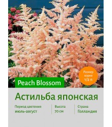 Астильба Peach Blossom