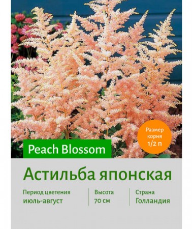 Астильба Peach Blossom