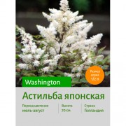 Астильба Washington