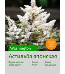 Астильба Washington