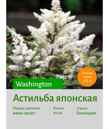 Астильба Washington