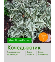 Кочедыжник Metallicum Pictum