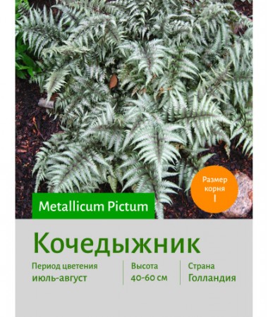 Кочедыжник Metallicum Pictum