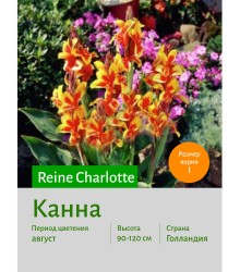 Канна Reine Charlotte Канна Reine Charlotte