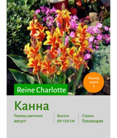 Канна Reine Charlotte