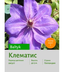 Клематис Baltyk Клематис Baltyk
