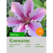 Клематис Darius