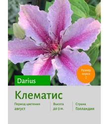 Клематис Darius Клематис Darius