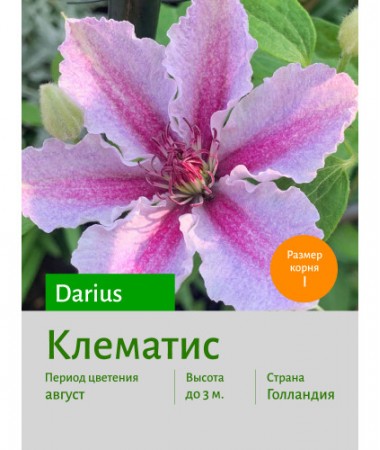 Клематис Darius
