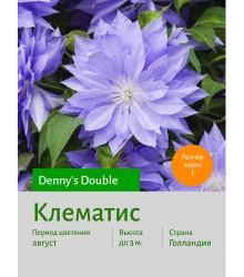 Клематис Denny's Double Клематис Denny's Double