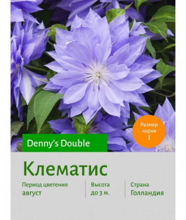 Клематис Denny's Double