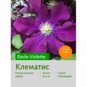 Клематис Etoile Violette