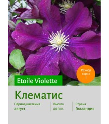 Клематис Etoile Violette Клематис Etoile Violette