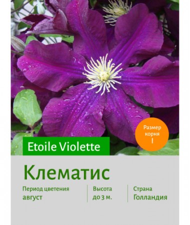Клематис Etoile Violette
